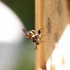 Leucospis sp.